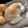Sushi Cat
